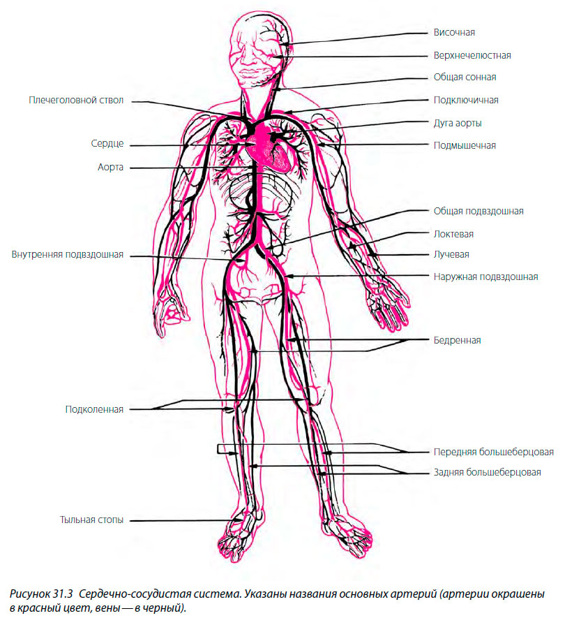 Название вен у человека. Артерии человека. Сосудистая система человека. Сосудистая система человека анатомия. Кровеносная система человека.